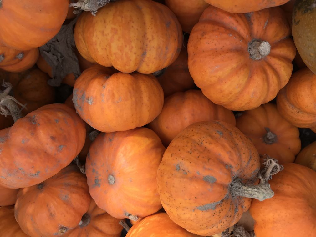 Pumpkin picking at Hollam Nurseries