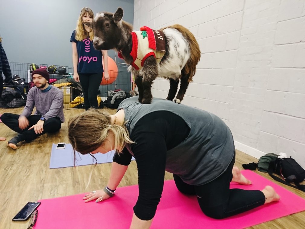 Goga with Mucky Bucket Farm