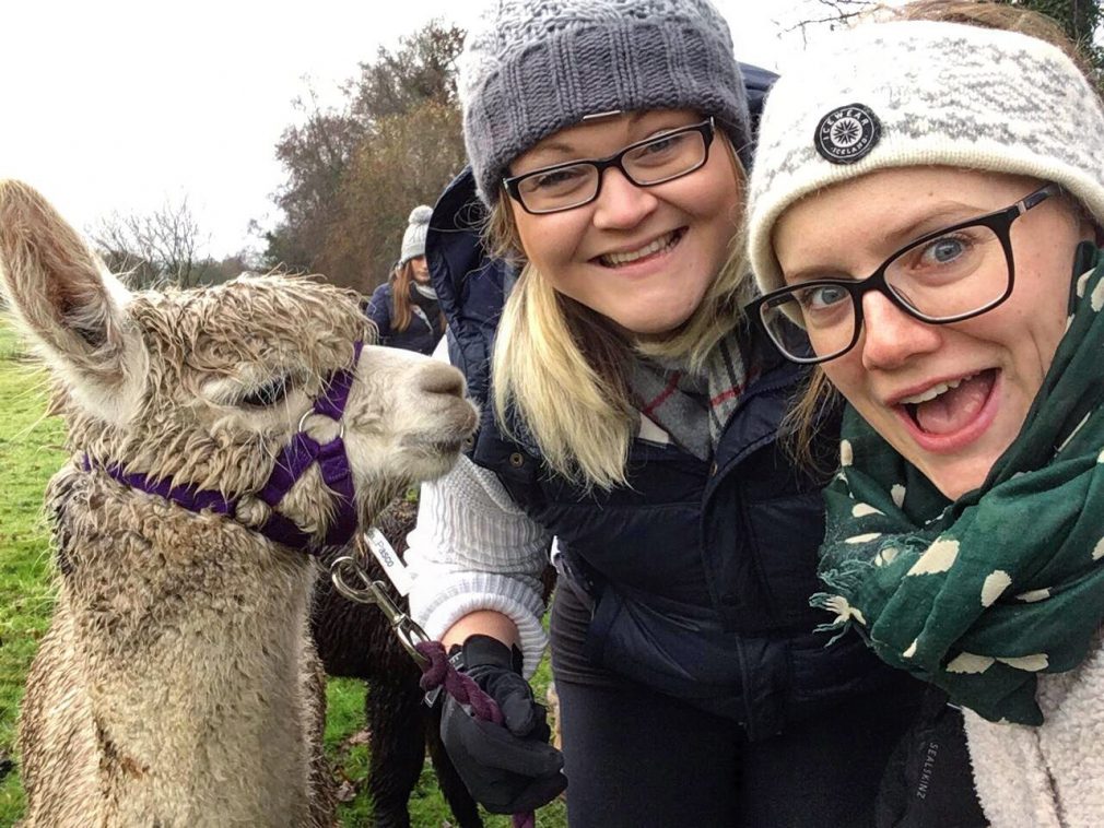 Walking with Hensting Alpacas