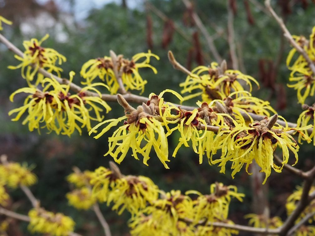 The Winter Garden at Mottisfont in Romsey