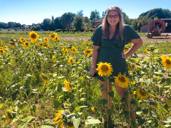 Pick Your Own Sunflowers at Hollam Nurseries
