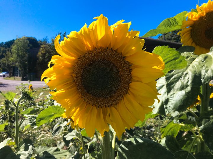 A Guide to Sunflower Fields in Hampshire
