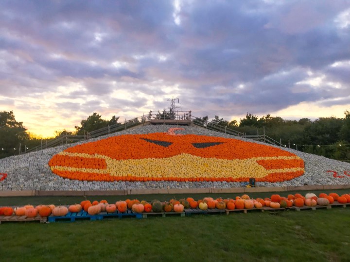 Pick Your Own Pumpkins at Sunnyfields Farm