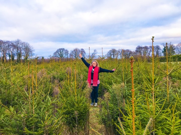 Where to get real Christmas trees in Hampshire 2020