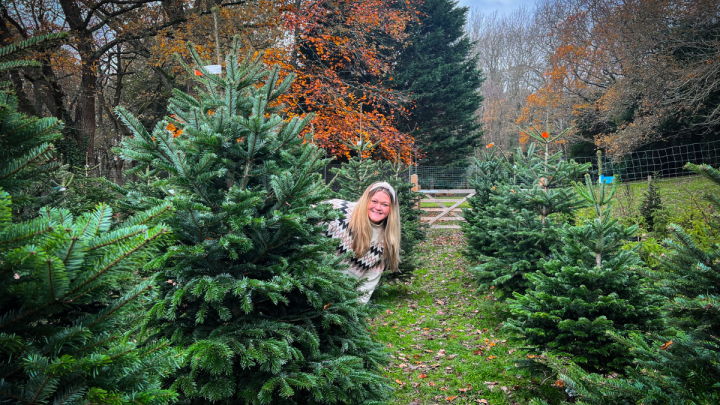 J West Christmas Trees in Titchfield