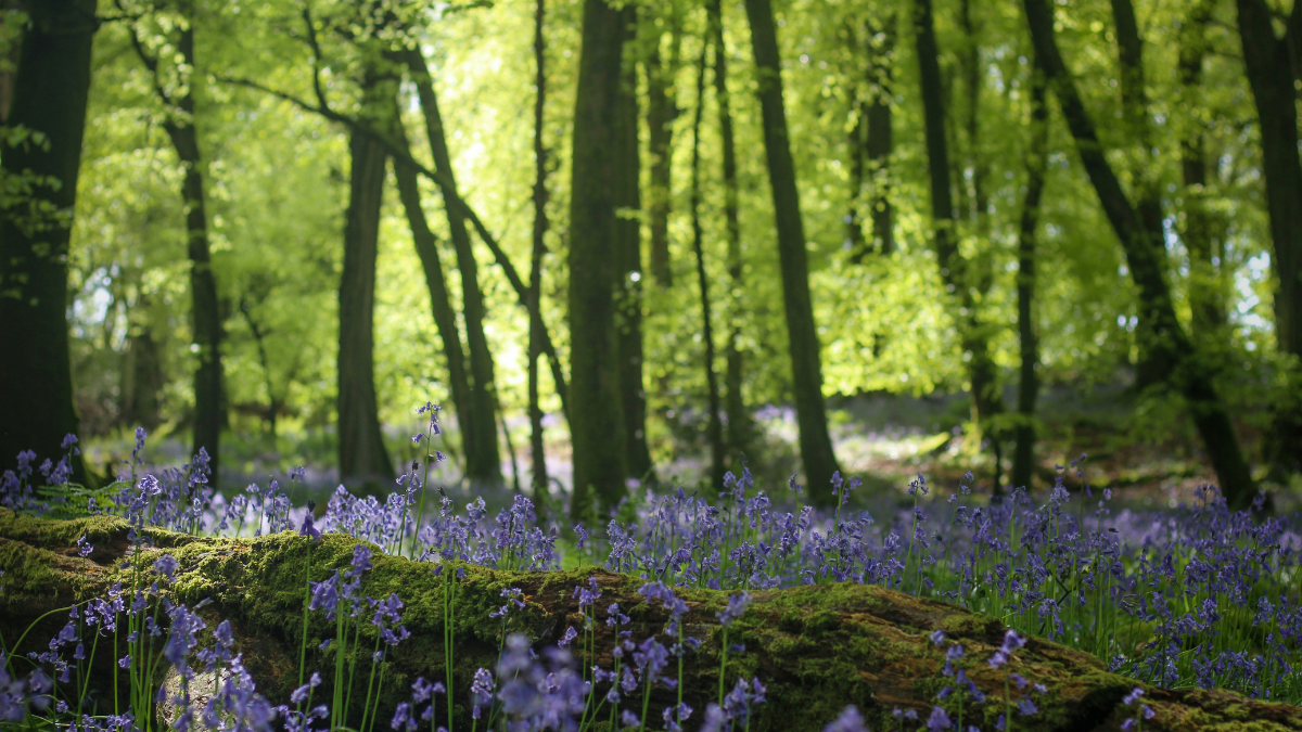 Things To Do In Hampshire May 2026