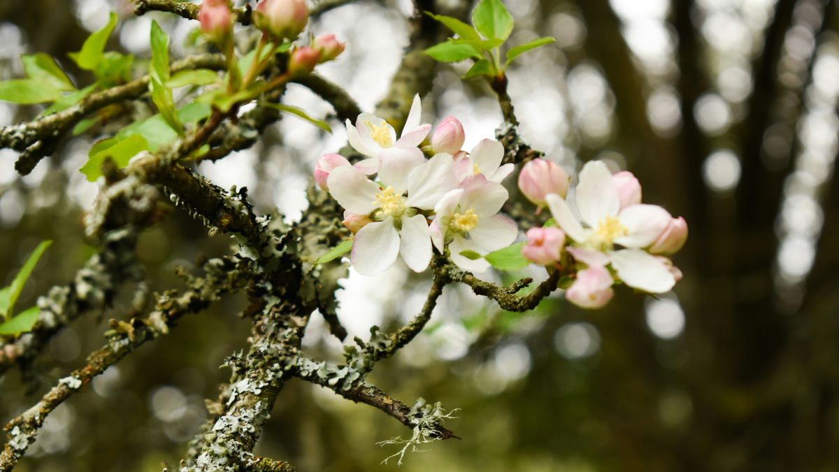 April 2026: Hampshire’s blossom and birds in full chorus